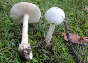 Amanita Bisporigera