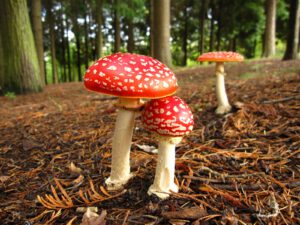 Amanita Muscaria