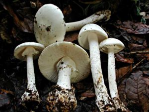 Amanita Virosa