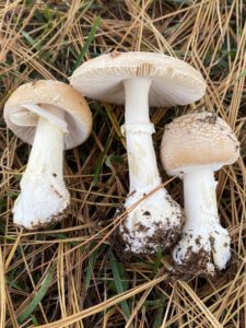 Amanita Crenulata