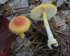 Amanita Frostiana