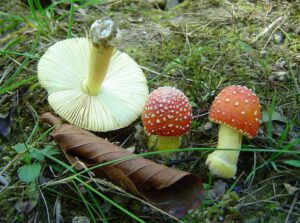 Amanita Parcivolvata