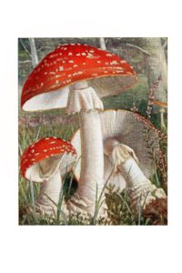 Amanita Muscaria